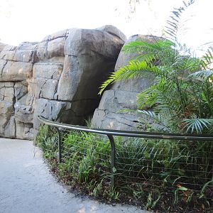 Lost Forest - Absolutely Apes - Orangutan and Siamang Exhibit