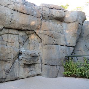 Lost Forest - Absolutely Apes - Orangutan and Siamang Exhibit