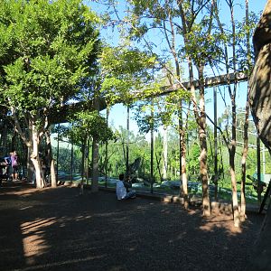 Lost Forest - Absolutely Apes - Orangutan and Siamang Exhibit