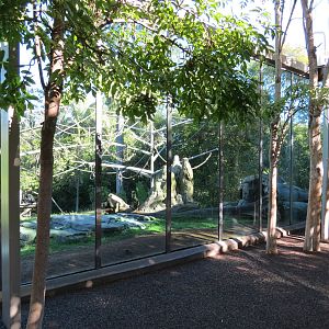 Lost Forest - Absolutely Apes - Orangutan and Siamang Exhibit
