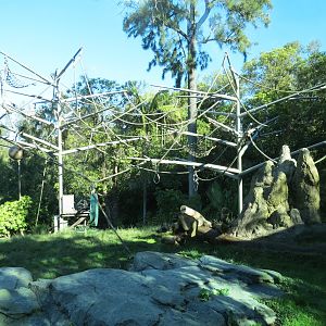 Lost Forest - Absolutely Apes - Orangutan and Siamang Exhibit