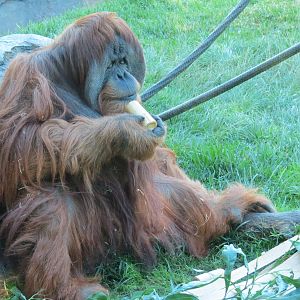 Lost Forest - Absolutely Apes - Orangutan and Siamang Exhibit