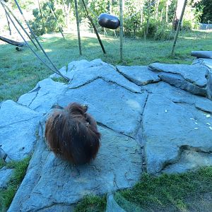 Lost Forest - Absolutely Apes - Orangutan and Siamang Exhibit