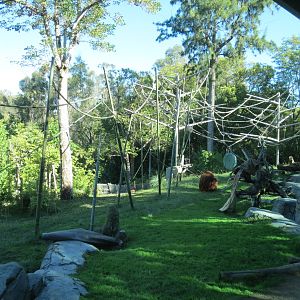 Lost Forest - Absolutely Apes - Orangutan and Siamang Exhibit