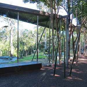 Lost Forest - Absolutely Apes - Orangutan and Siamang Exhibit