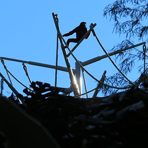 Lost Forest - Absolutely Apes - Orangutan and Siamang Exhibit