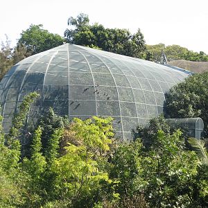 Lost Forest - Owens Aviary