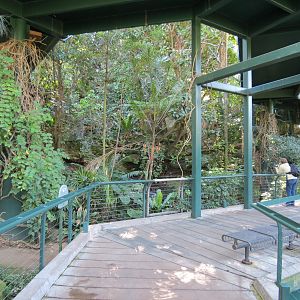 Lost Forest - Owens Aviary