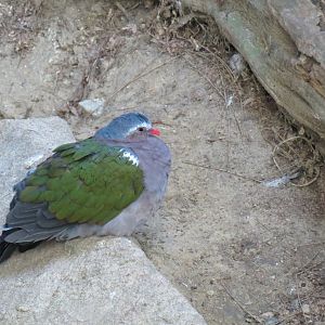 Lost Forest - Owens Aviary - Emerald Dove