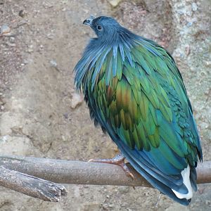 Lost Forest - Owens Aviary - Nicobar Pigeon