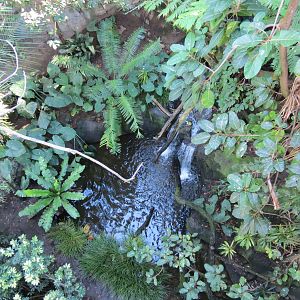 Lost Forest - Owens Aviary