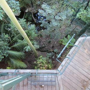 Lost Forest - Owens Aviary