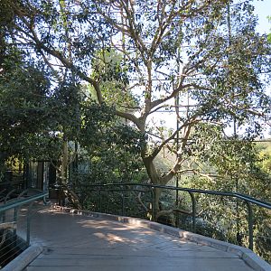 Lost Forest - Owens Aviary