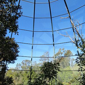 Lost Forest - Owens Aviary