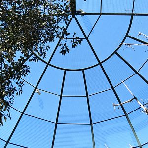 Lost Forest - Owens Aviary