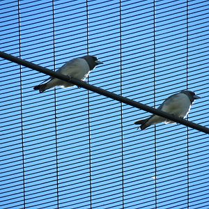 Lost Forest - Owens Aviary - White-breasted Wood Swallow