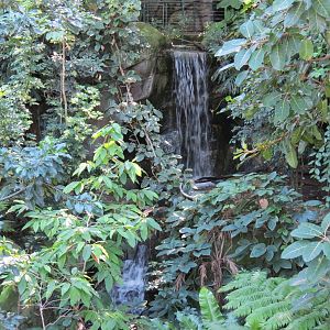 Lost Forest - Owens Aviary