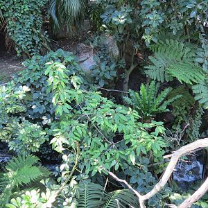 Lost Forest - Owens Aviary