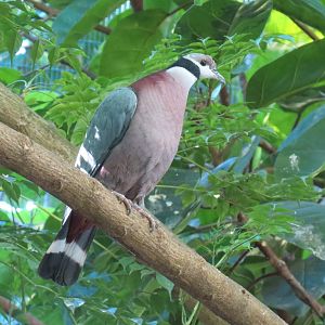 Lost Forest - Owens Aviary - Collared Imperial Pigeon