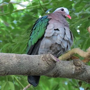 Lost Forest - Owens Aviary - Emerald Dove