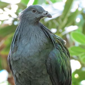 Lost Forest - Owens Aviary - Nicobar Pigeon