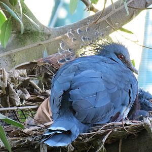 Lost Forest - Owens Aviary - Victoria Crowned Pigeon