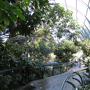 Lost Forest - Owens Aviary