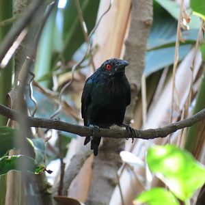Lost Forest - Owens Aviary - Metallic Starling