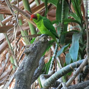 Lost Forest - Owens Aviary - Iris Lorikeet