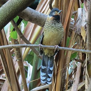 Lost Forest - Owens Aviary - Spotted Laughing Thrush