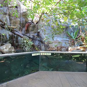 Lost Forest - Owens Aviary