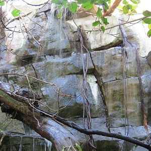 Lost Forest - Owens Aviary