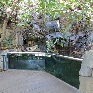 Lost Forest - Owens Aviary