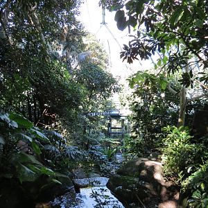Lost Forest - Owens Aviary