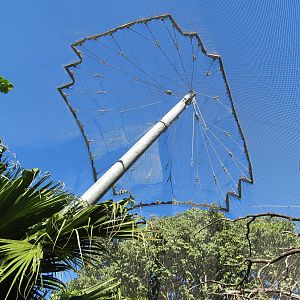 Lost Forest - Parker Aviary