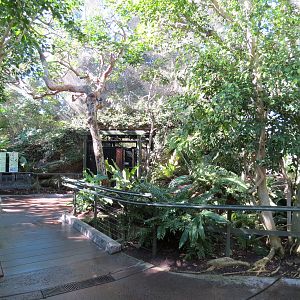 Lost Forest - Parker Aviary