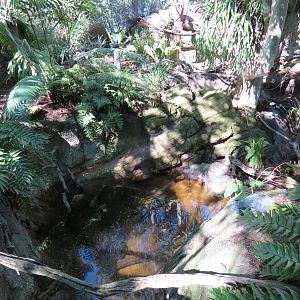 Lost Forest - Parker Aviary