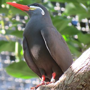 Lost Forest - Parker Aviary - Inca Tern