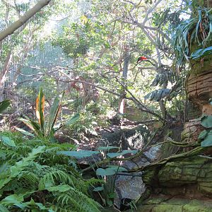 Lost Forest - Parker Aviary