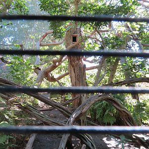 Lost Forest - Parker Aviary - Interior of Smaller Aviary