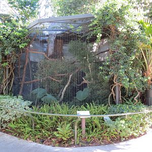 Lost Forest - Birds of Australasia - Wrinkled Hornbill Exhibit