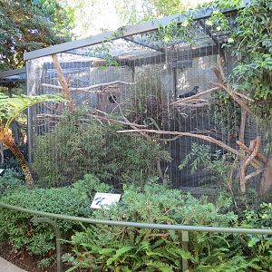 Lost Forest - Birds of Australasia - Red-tailed Black Cockatoo Exhibit