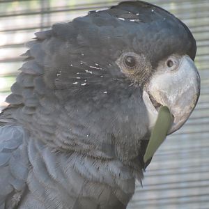 Lost Forest - Birds of Australasia - Red-tailed Black Cockatoo Exhibit