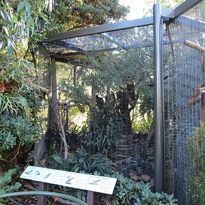 Lost Forest - Birds of Australasia - Temminck's Tragopan and Others Exhibit