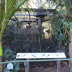 Lost Forest - Birds of Australasia - Hooded Pitta and Others Exhibit