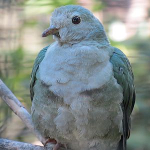 Lost Forest - Birds of Australasia - Hooded Pitta and Others Exhibit - Blac