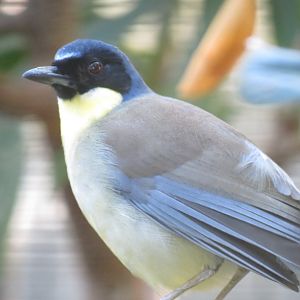 Lost Forest - Birds of Australasia - Hooded Pitta and Others Exhibit - Blue