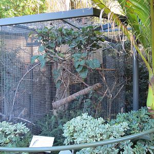 Lost Forest - Birds of Australasia - Mindanao Lorikeet Exhibit
