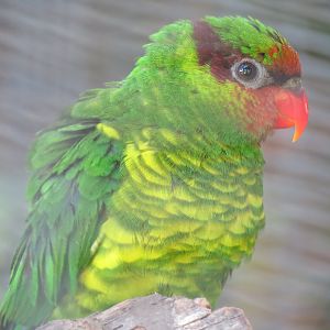 Lost Forest - Birds of Australasia - Mindanao Lorikeet Exhibit