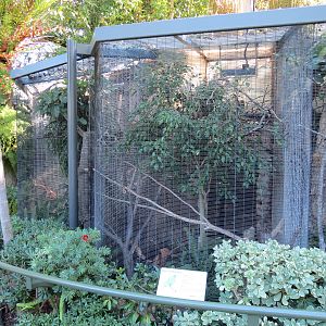 Lost Forest - Birds of Australasia - Bue-crowned Lory Exhibit